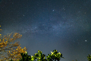 
A clear night reveals a starry sky above a garden in the foreground, with green leaves and bare branches. The Milky Way stands out against the winter sky