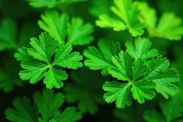 Intricate parsley leaf details, vibrant green hues , wallpaper, leaves, graphic