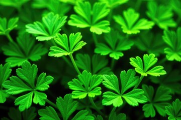 Intricate parsley sprig pattern, vibrant green hues, backdrop, garden, organic