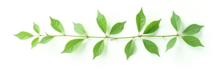 Leafy branch with delicate green foliage isolated on white background, isolated, foliage, leafs