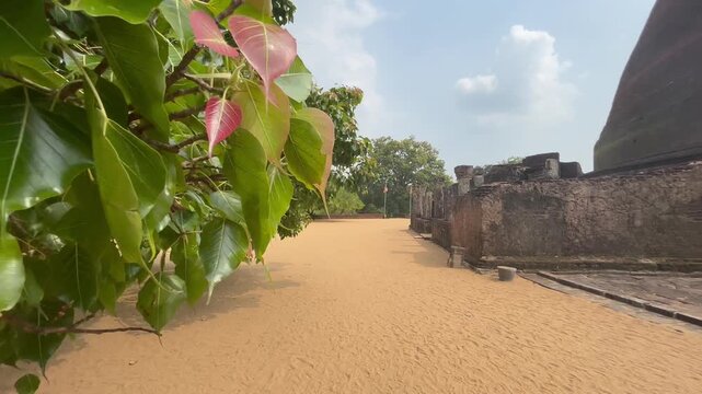Boo leaves waving in ancient Polonnaruwa ruins Sri Lanka