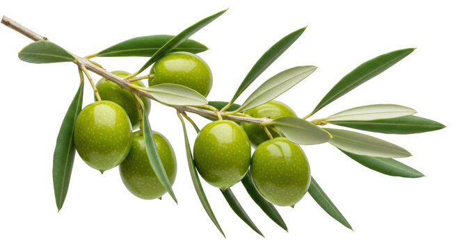 Creative representation of green olives on a branch isolated focusing on olive, olives, green ideal for