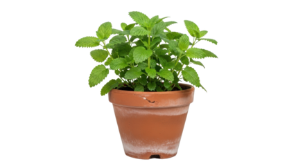 High quality image of potted lemon balm herb isolated on white background representing lemon, balm, melissa