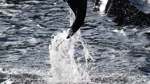 water splash isolated on white