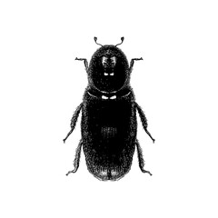 Ambrosia Beetle, showcasing its textured body, segmented legs, and distinct antennae in a clean, high-contrast vintage engraving style.