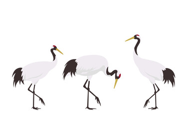 Obraz premium 長寿と夫婦円満のシンボル：３羽の丹頂鶴