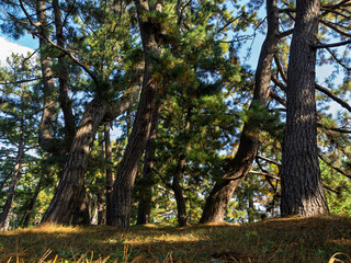 Obraz premium 歴史を刻む幹、木漏れ日注ぐ松林