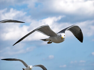 風をつかみ大空を滑る、ウミネコの翼
