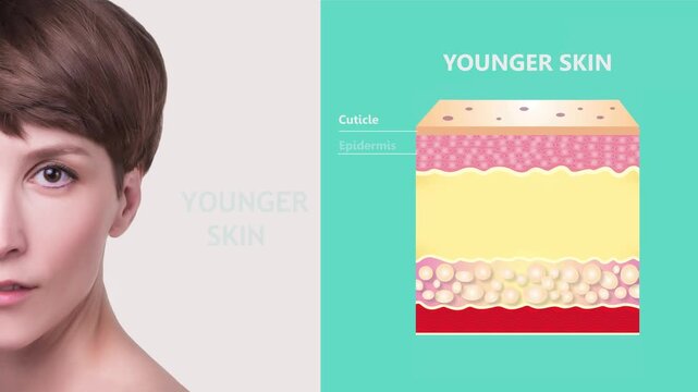 The diagram of younger skin and aging skin showing the decrease in collagen and elastin - 2D animation. Anti-aging, beauty treatment, aging and youth, lifting, skincare, plastic surgery concept.