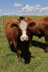 Obraz premium Cattle grazing on a hilly green summer pasture under a bright sun. The grass is green, sun is bright and the cattle look well fed and healthy. The herd of steers or grass cattle is very docile and hap