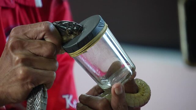 Krabi, thailand - Dec 24 2024: a Cobra show in thailand 