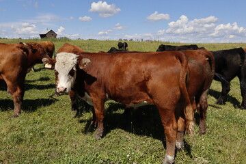 Cattle grazing on a hilly green summer pasture under a bright sun. The grass is green, sun is bright and the cattle look well fed and healthy. The herd of steers or grass cattle is very docile and hap