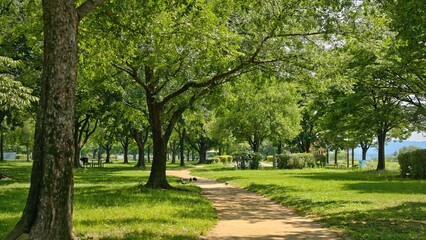 Trees and a Winding Dirt Path in a Sunny Public Park