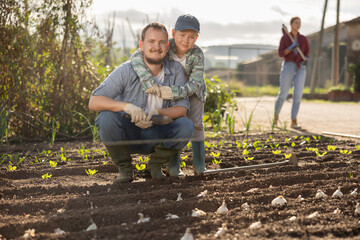 Fototapeta premium Farmer and his son plant garlic in cultivated and fertilized soil in the garden. Family of farmers grows organic vegetables and herbs. Seed planting season on the farm.