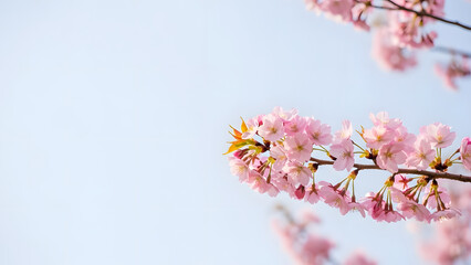 Cherry Blossom Branch in Clear Sky