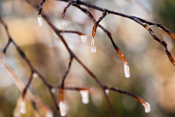 Backlit Winter Icicles Melting on Fine Tree Branches