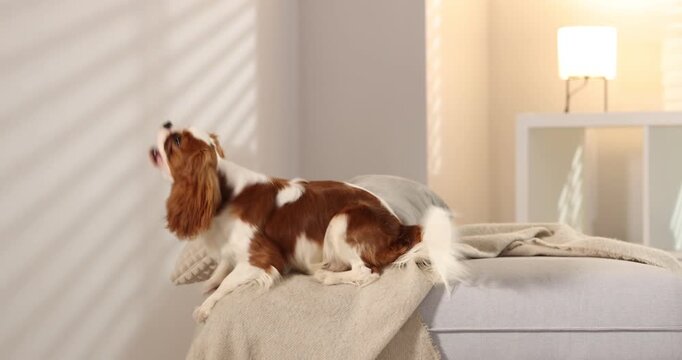 Playful Cavalier King Charles Spaniel dog barking on pouf at home