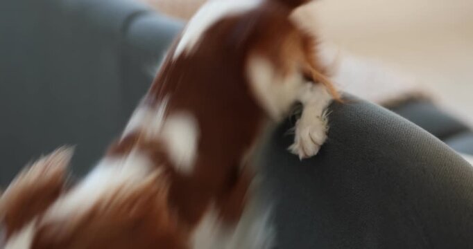 Playful Cavalier King Charles Spaniel dog on sofa at home