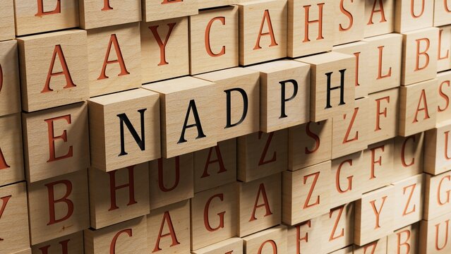 The word NADPH is written on wooden blocks. Medical concept.close up of wooden blocks,Business Concept.3D rendering.