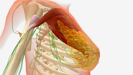 Highly detailed medical illustration showing muscles, tissues, and lymphatic structures around the shoulder, ideal for anatomy education and research.