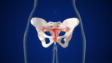 Anatomical visualization of the front pelvic region, including bone structure and internal positioning, designed for medical and educational use.
