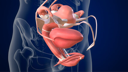 Detailed anatomical illustration of the female reproductive organs, including uterus, ovaries, and supporting structures, ideal for medical education and scientific reference.