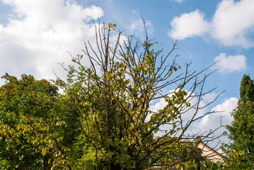 Sparse autumn tree branches with green leaves under bright blue sky