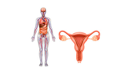 Educational illustration showing female reproductive organs alongside a full-body anatomical figure for medical and biological education.