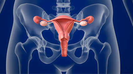 High-quality anatomical illustration of the female reproductive organs in the pelvic region, including uterus, ovaries, and surrounding structures, for medical and educational use.