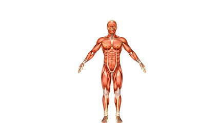 Detailed medical illustration showing the full human muscular system, ideal for anatomy education, scientific references, and medical presentations.