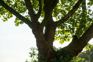 Looking Up at Old Plane Tree Trunk and Bright Green Canopy in Sunlight
