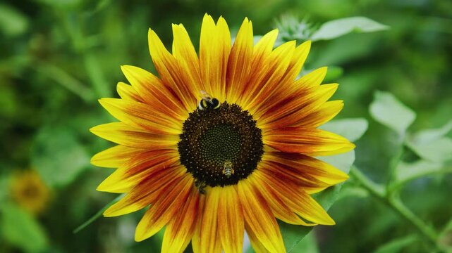A vibrant sunflower in full bloom stands out against a blurred green background as bees gather nectar from it&acute;s center