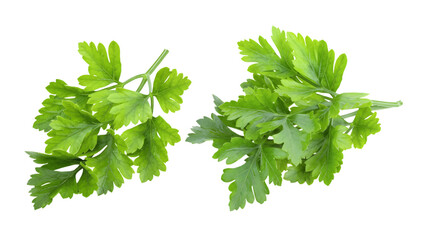 Vector of fresh parsley sprigs on a transparent background, healthy herb
