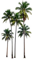 Fototapeta premium Five tall coconut palm trees with vibrant green fronds against a stark white backdrop