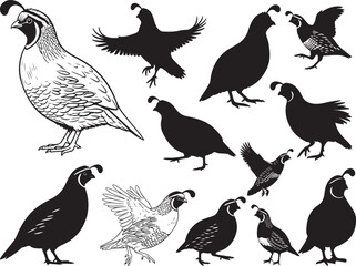 Obraz premium Quail Bird Silhouettes