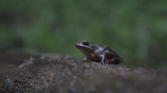Common Frog (Rana temporaria) in Natural Habitat &ndash; European Amphibian Wildlife