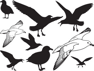 Obraz premium Skua Silhouettes