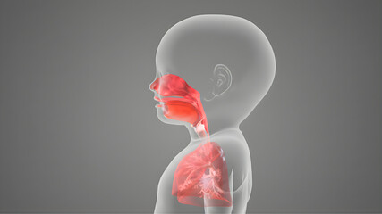 Detailed 3D medical illustration showing the respiratory system of a child in a side view, highlighting the nasal cavity, oral cavity, throat, and lungs.