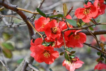 ボケの花　Flowering Quince