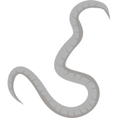 Pinworm Parasite
