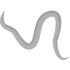 Pinworm Parasite