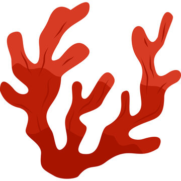 Red Algae Underwater