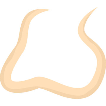 Roundworm Parasite