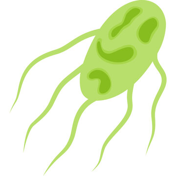 Salmonella Typhi Illustration