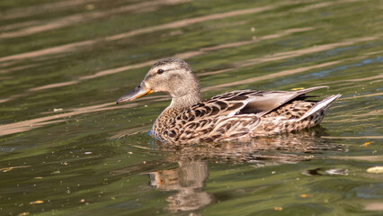 Fototapeta premium duck in the water