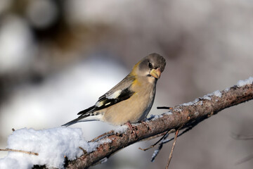 Fototapeta premium Evening Grosbeak flock, males and females, competing with other winter birds for food at the feeder