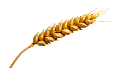 Golden wheat ear isolated on black