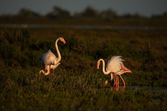 Flamants roses sauvages en Camargue