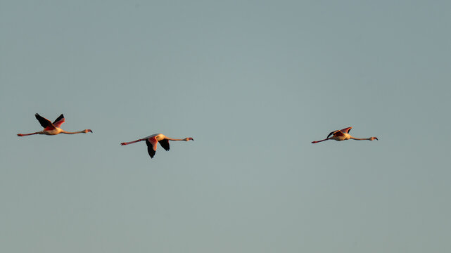 Flamants roses en vol 