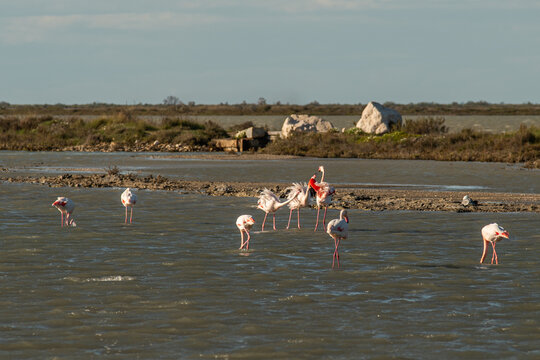 Flamants rose qui se chamaillent en Camargue